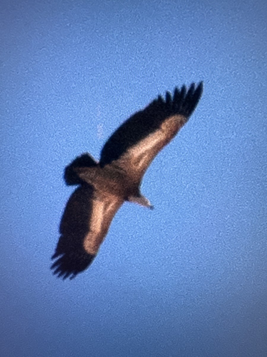 シロエリハゲワシ - ML644517978