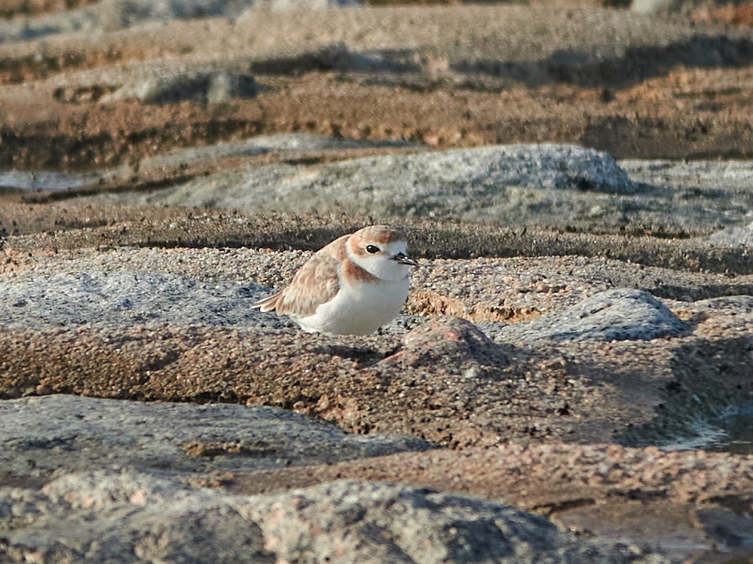 arkipello - ML644517988