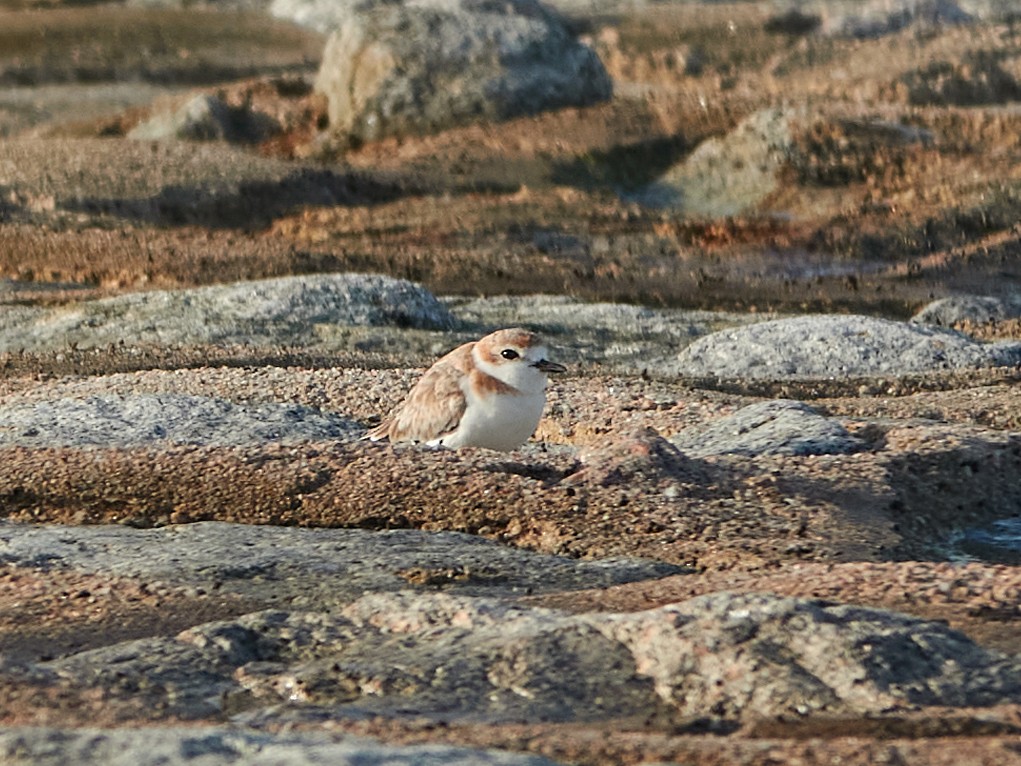 arkipello - ML644517989