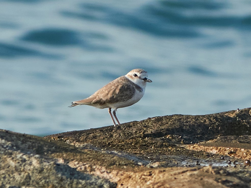 arkipello - ML644517990