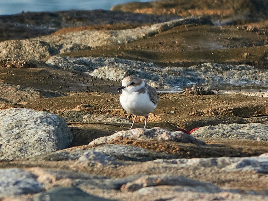 White-faced Plover - ML644517992