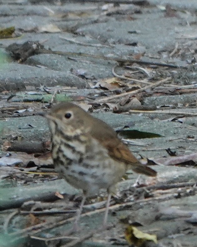 Grive solitaire - ML644517999