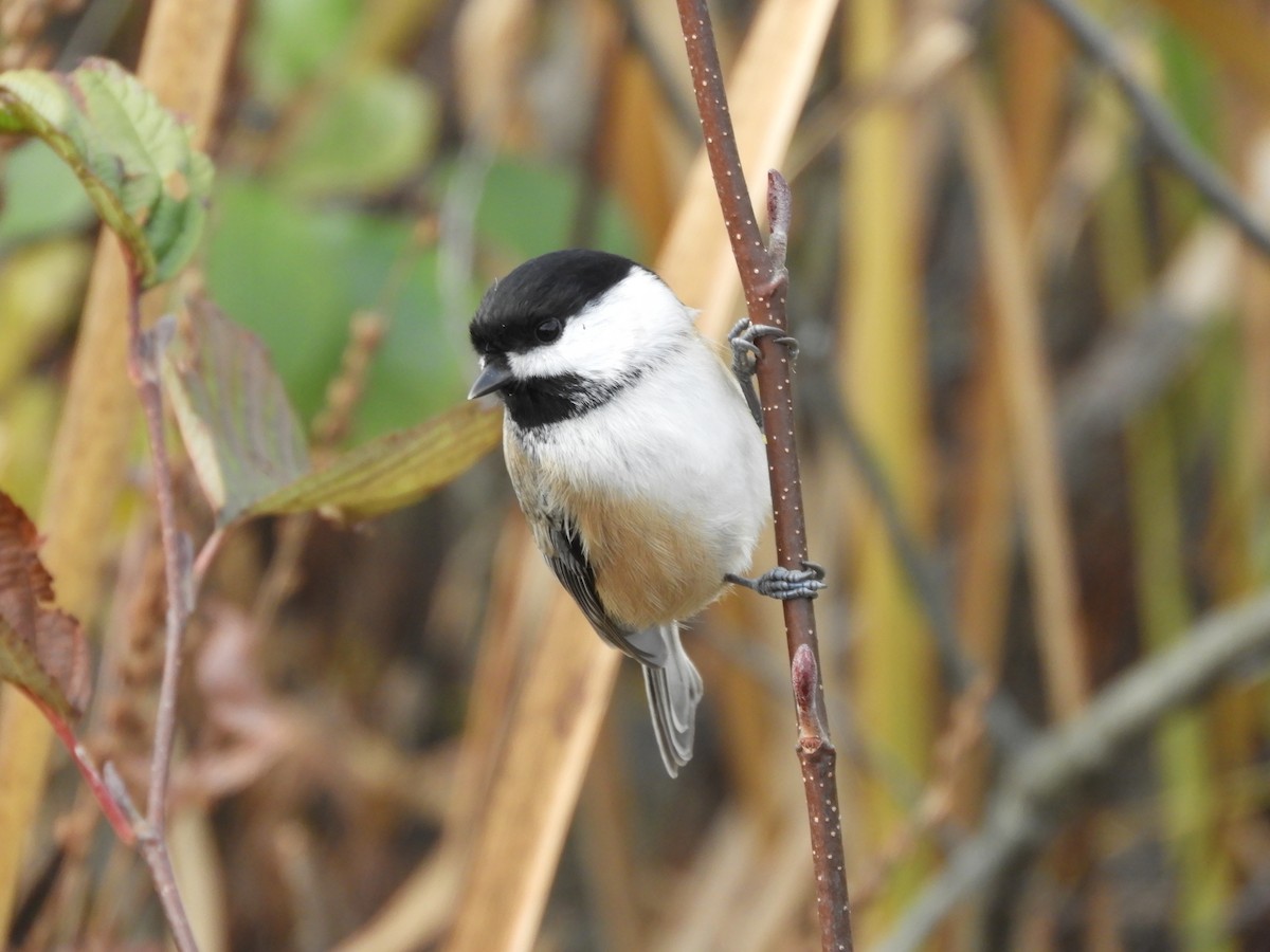 Black-capped Chickadee - ML644518001