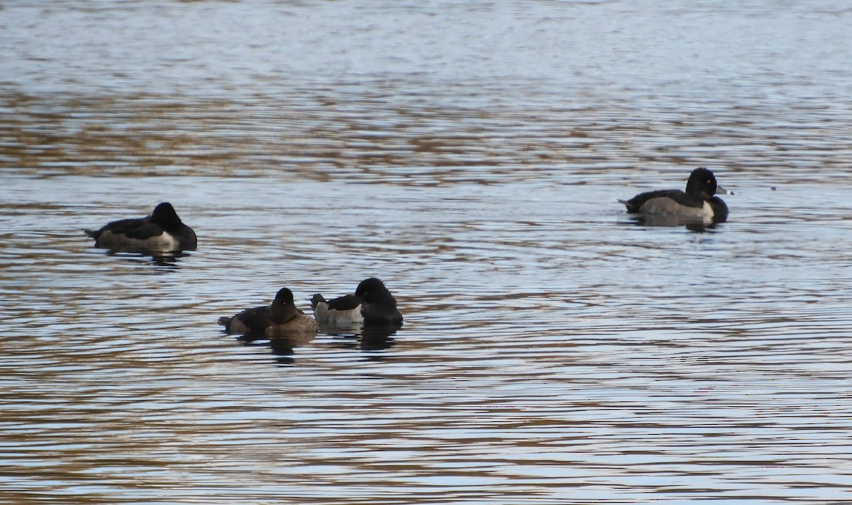 Ring-necked Duck - ML644518008