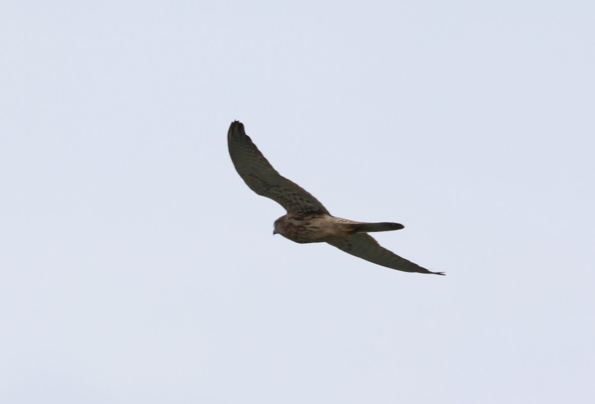 Пустельга - ML644518011