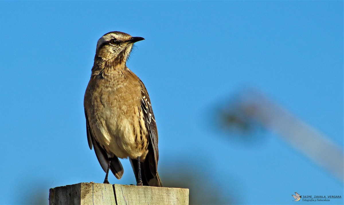 Чилийский пересмешник - ML644518013