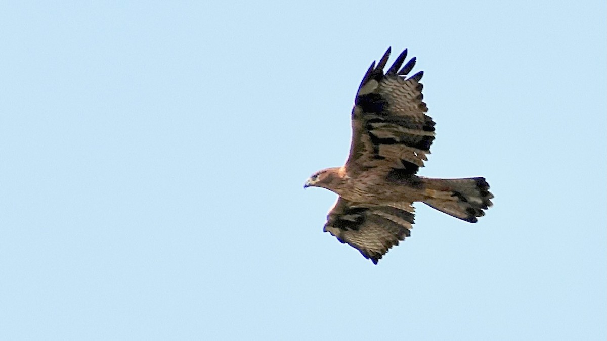 Bonelli's Eagle - ML644518019