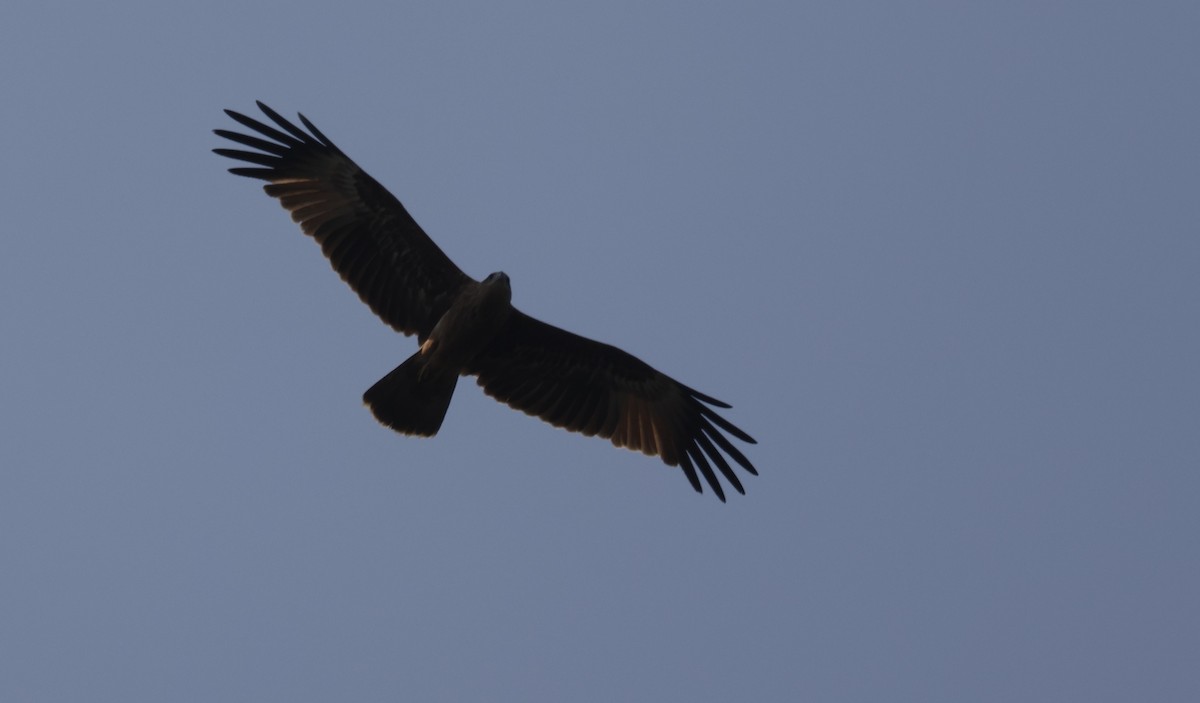 Brahminy Kite - ML644518023