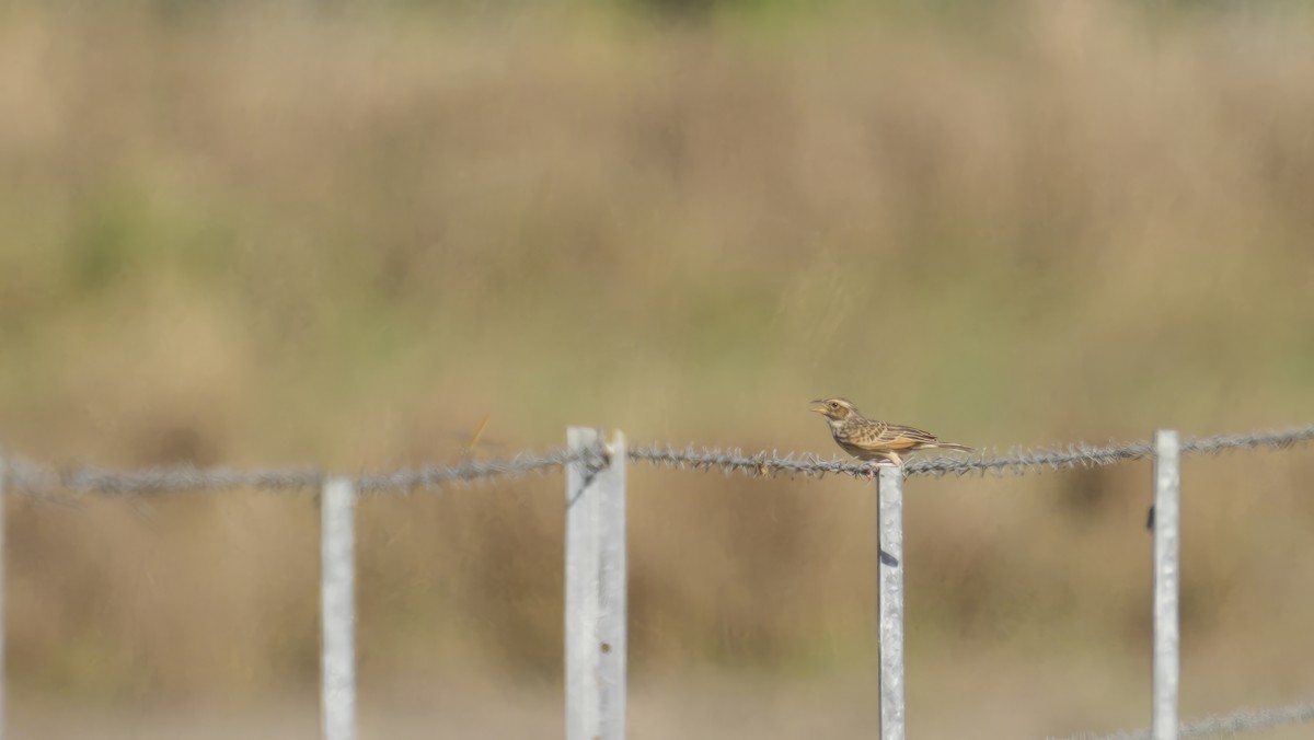 Alondra de Java - ML644518024