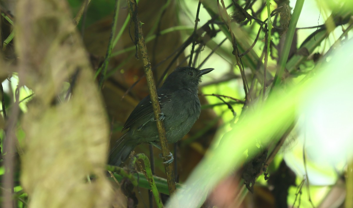 Hormiguero Tirano - ML644518028