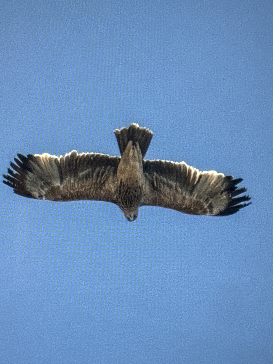 Imperial Eagle - ML644518034