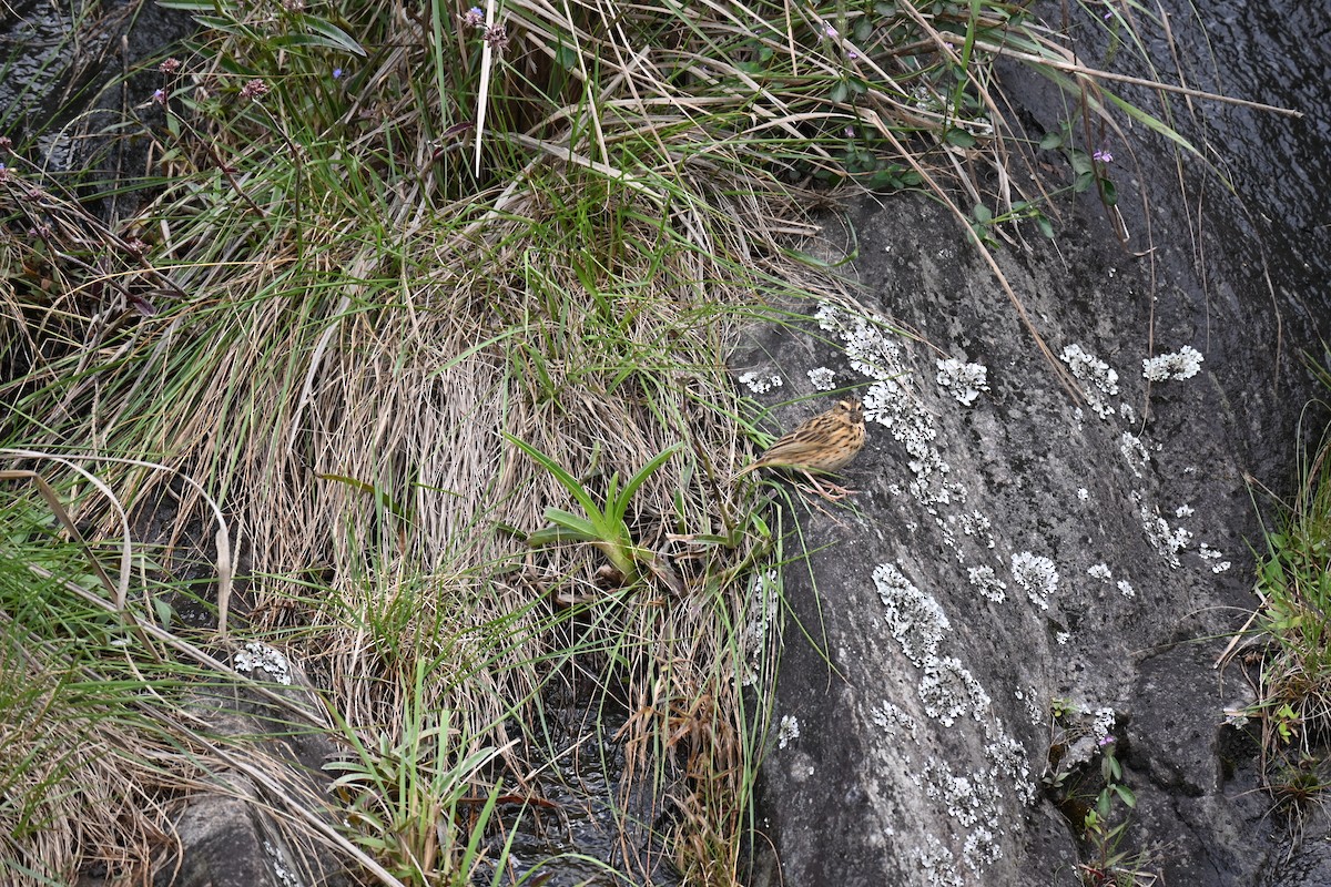 Nilgiri Pipit - ML644518035