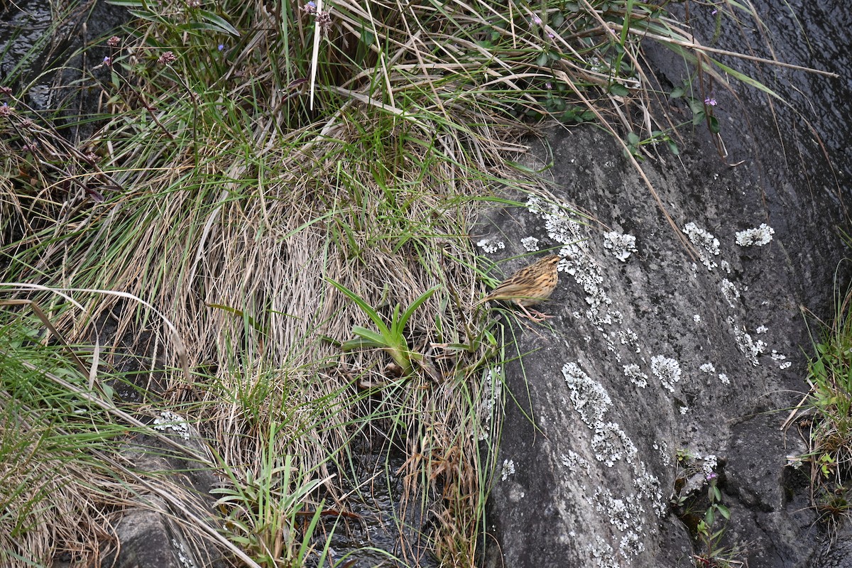 Nilgiri Pipit - ML644518036