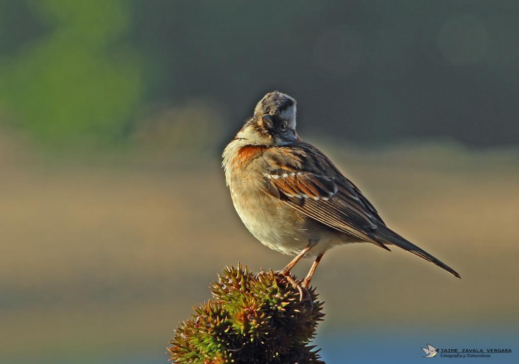 Rufous-collared Sparrow - ML644518043