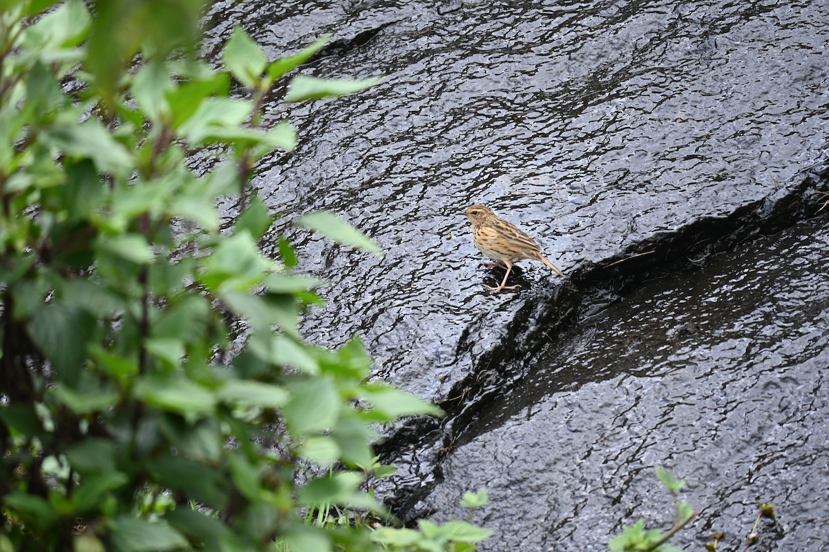 Nilgiri Pipit - ML644518063