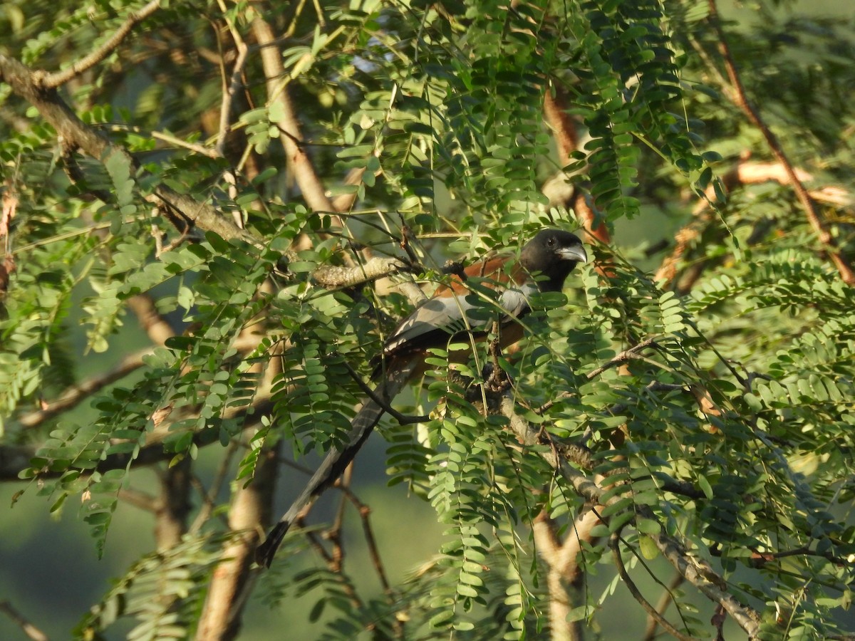 Kızıl Saksağan - ML644518068