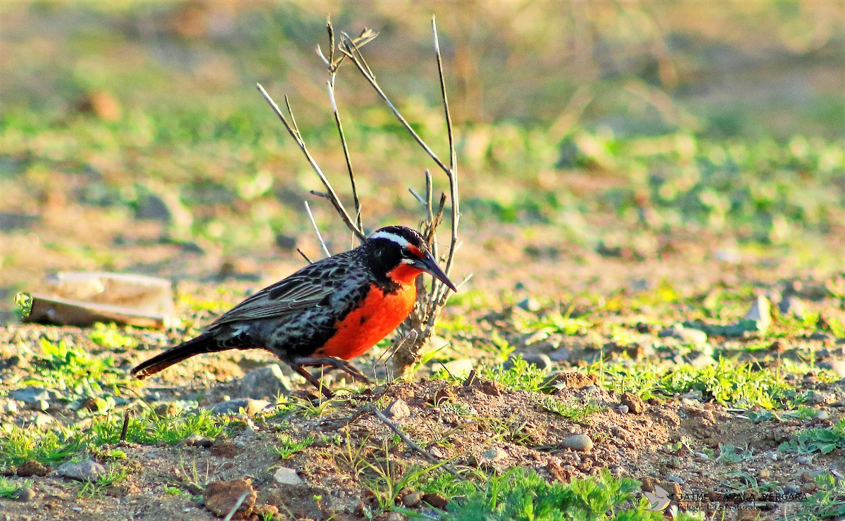 Long-tailed Meadowlark - ML644518073