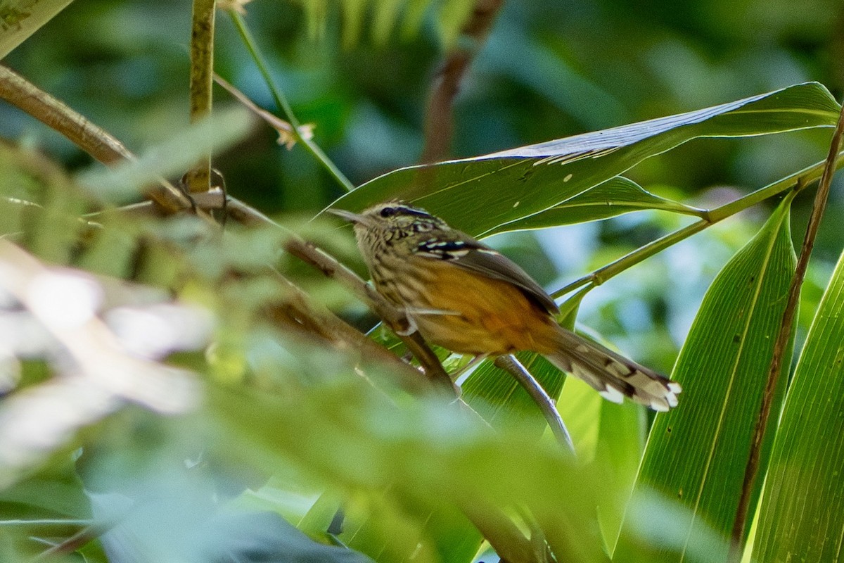 Ochre-rumped Antbird - ML644518075