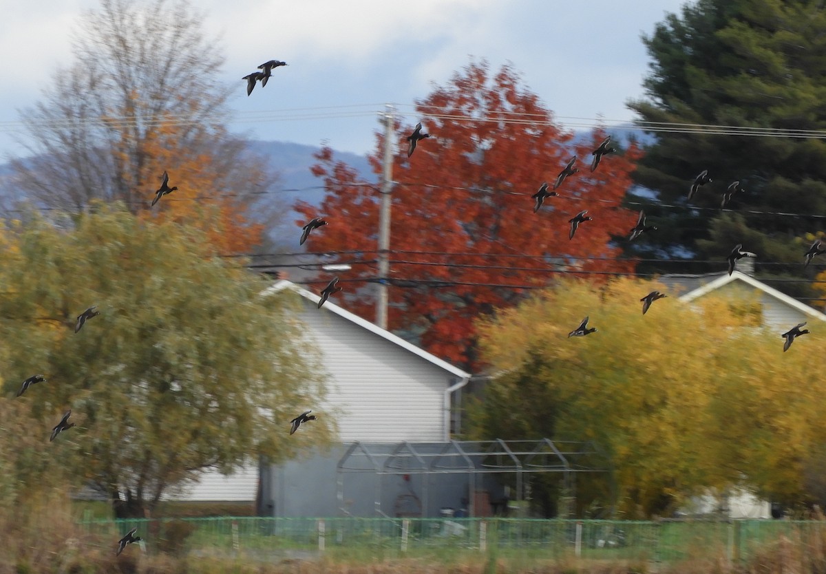 Ring-necked Duck - ML644518079
