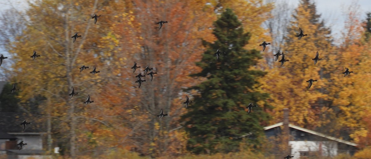 Ring-necked Duck - ML644518080