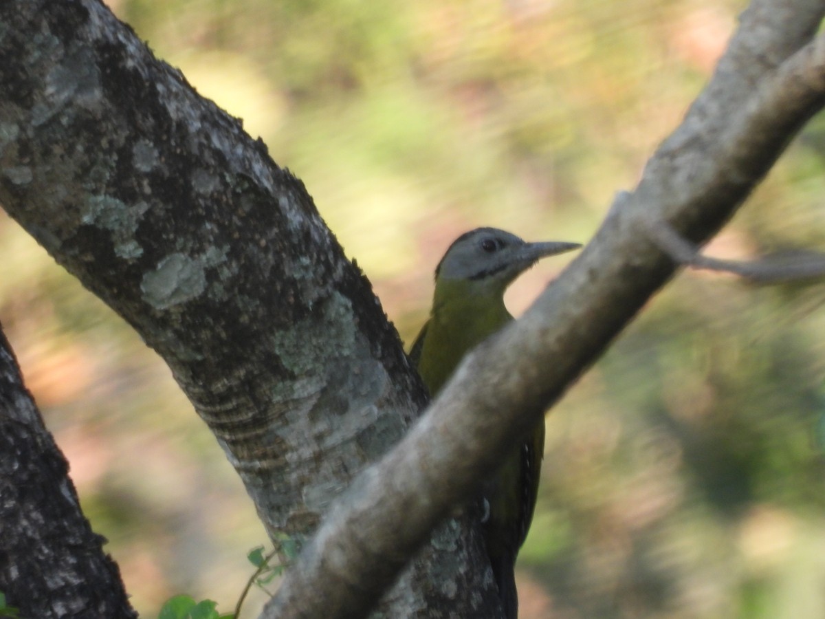 Pic cendré - ML644518081