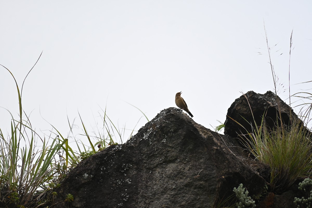 Nilgiri Pipit - ML644518085