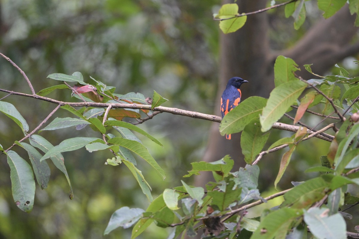 Minivet Escarlata - ML644518086