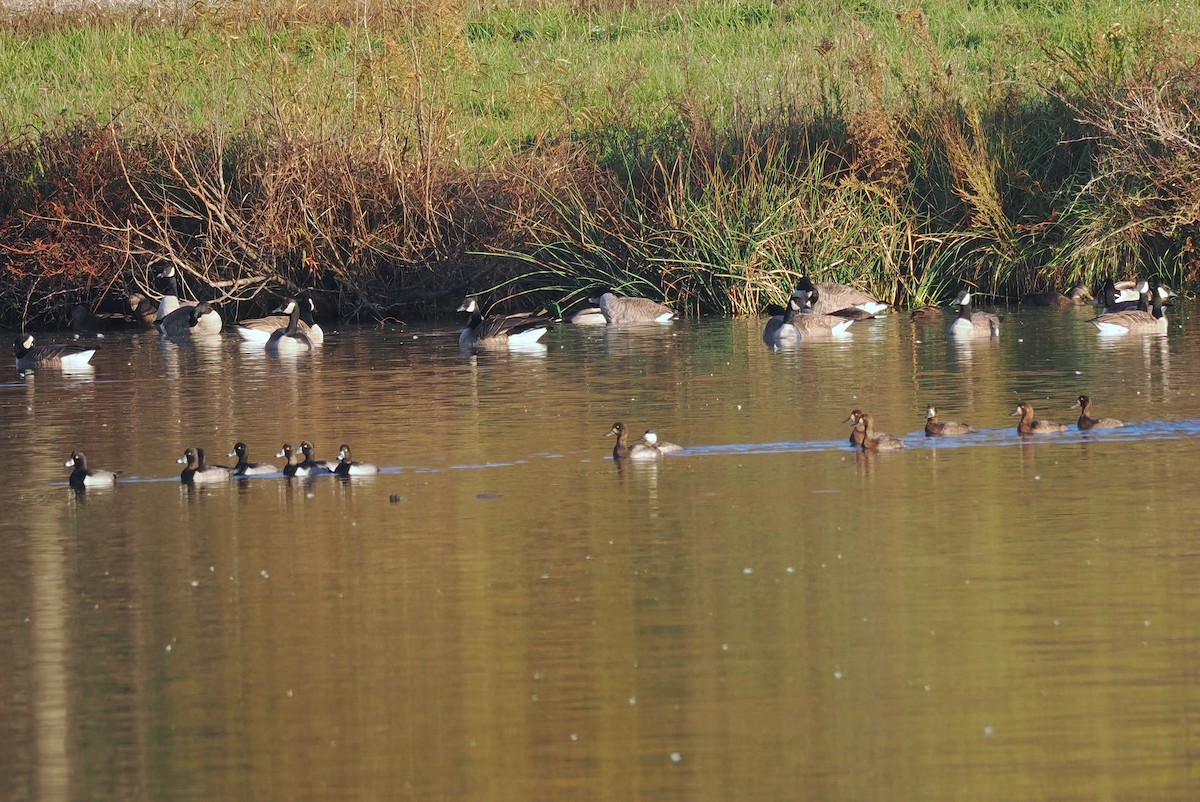 コスズガモ - ML644518092