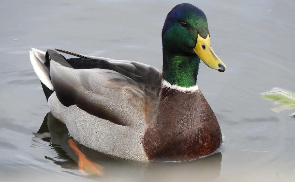 Зэрлэг нугас - ML644518095