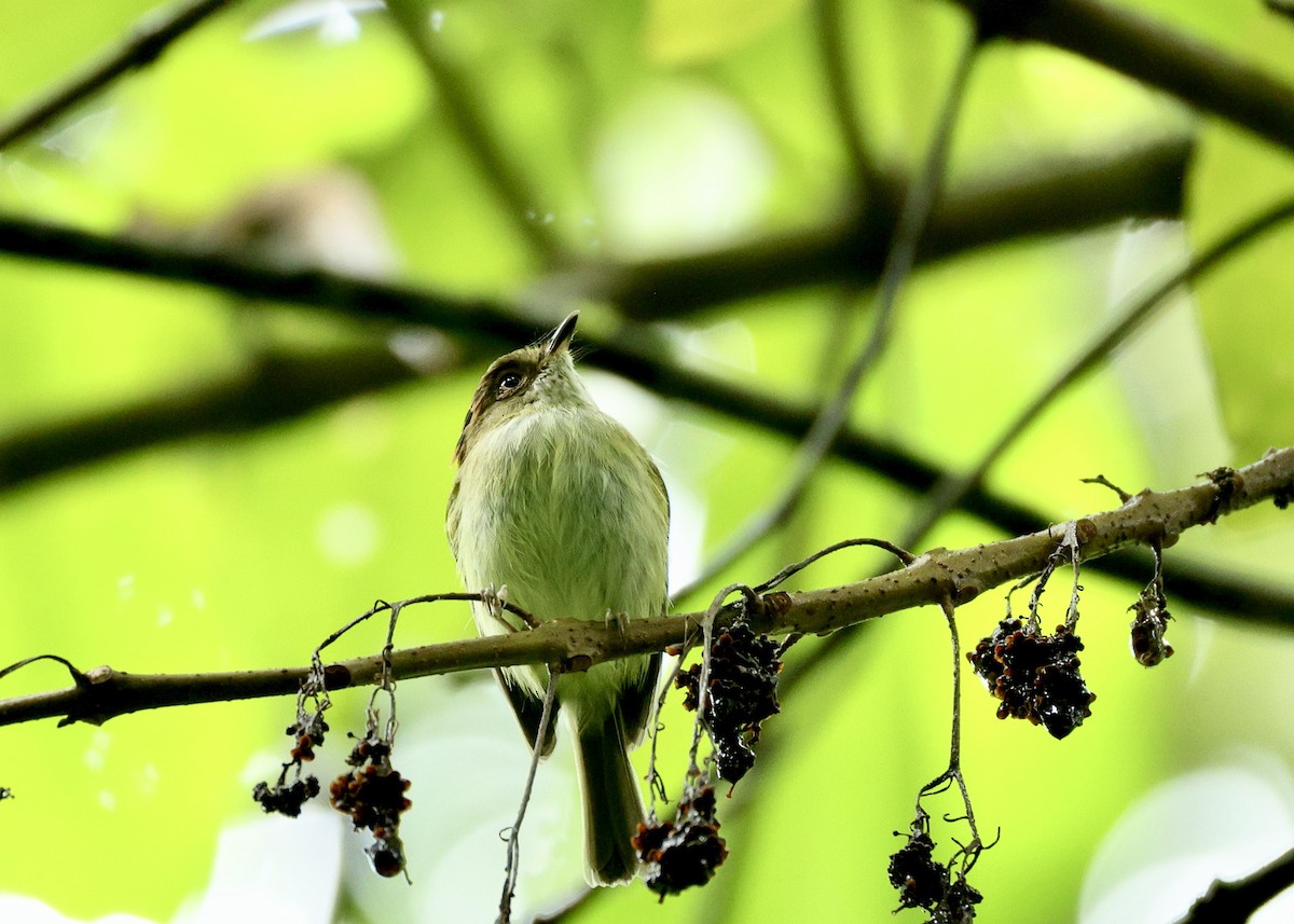 Scale-crested Pygmy-Tyrant - ML644518096