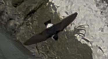 House Swift - ML644518103