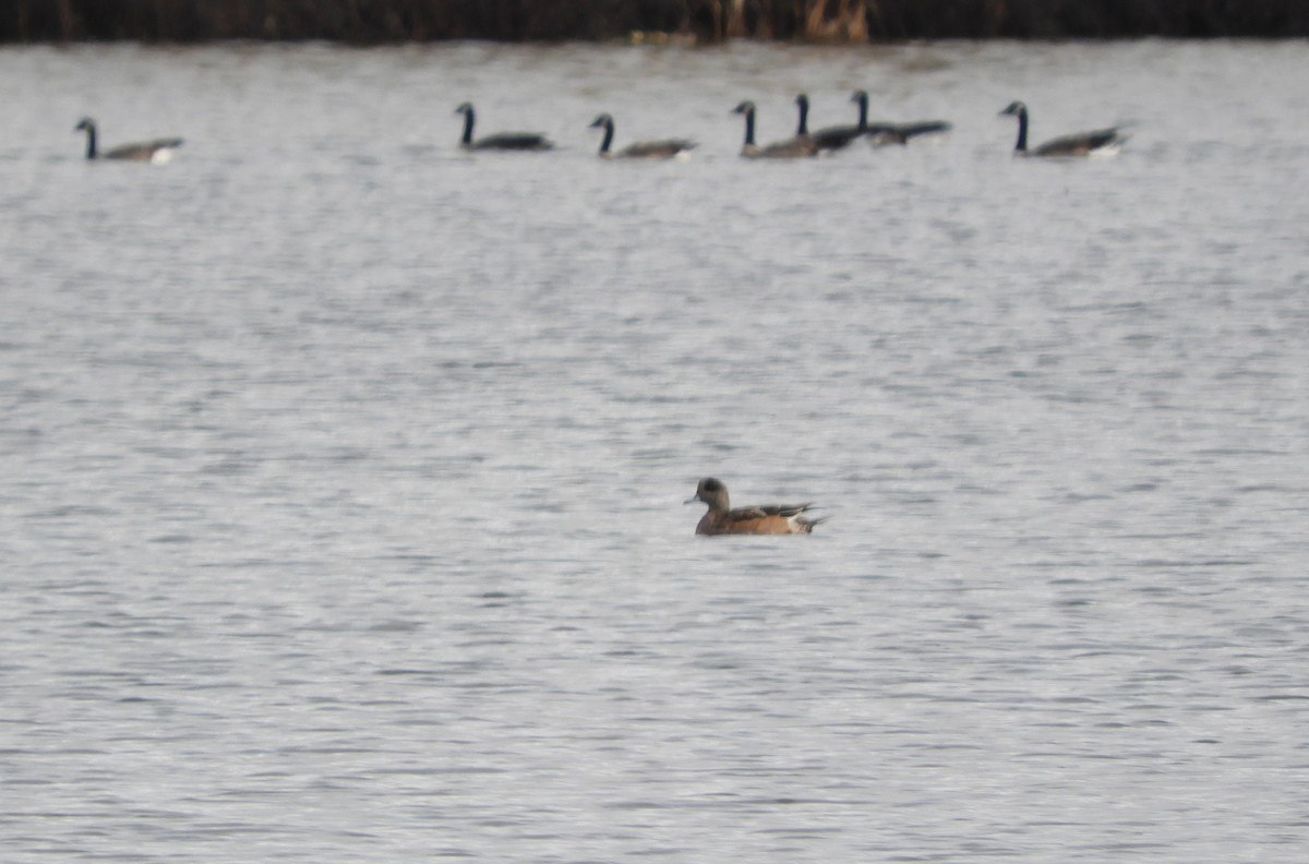 American Wigeon - ML644518108