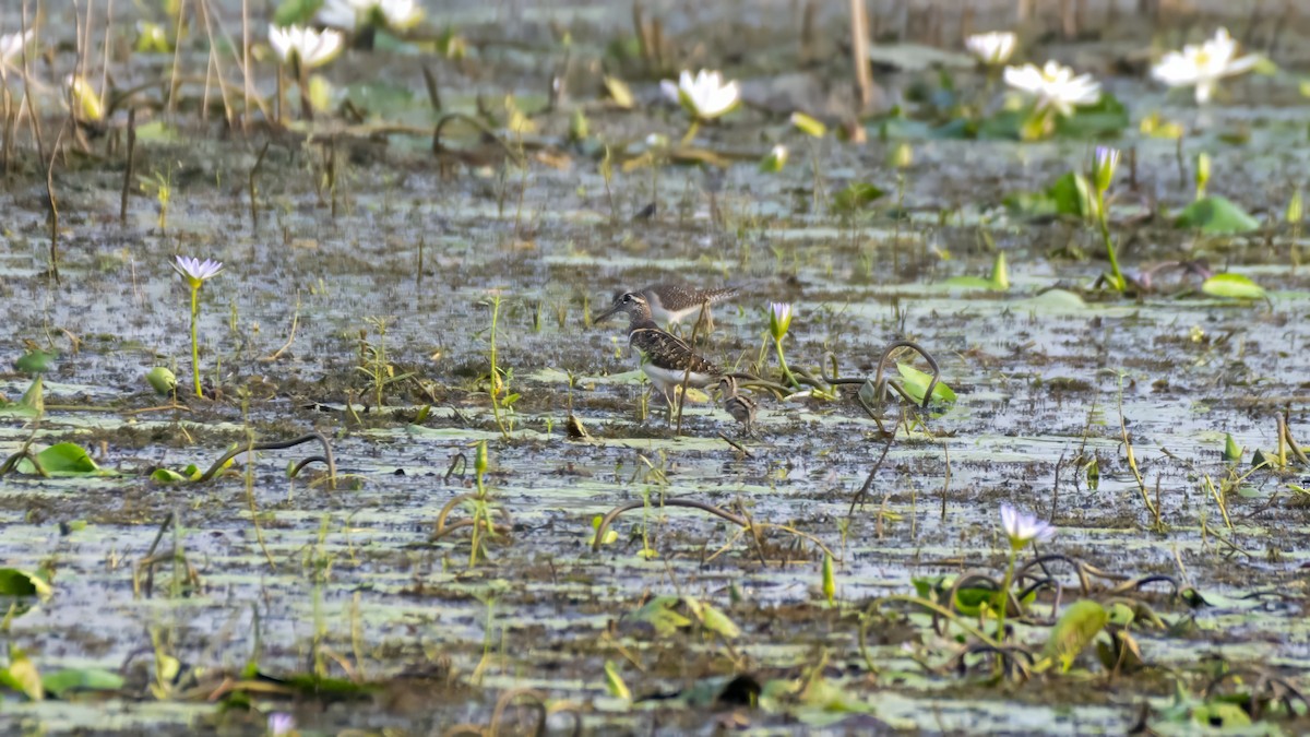 Өнгөт хараалжир - ML644518112