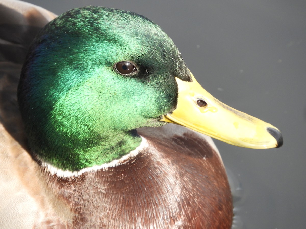 Зэрлэг нугас - ML644518118