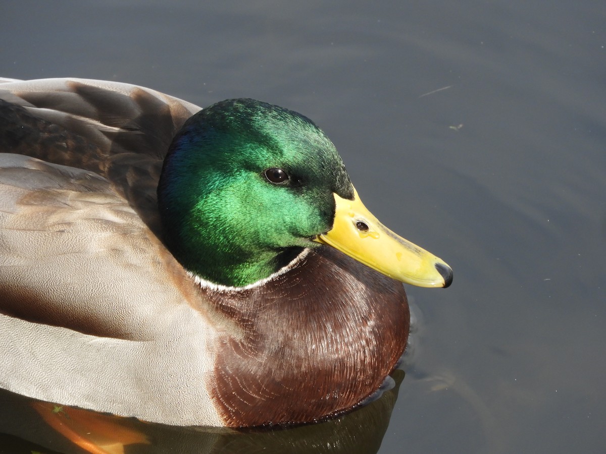 Зэрлэг нугас - ML644518119