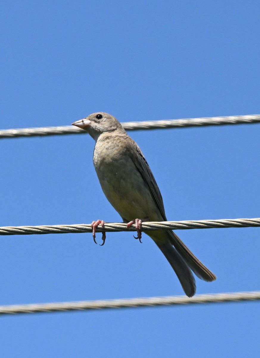 Black-headed Bunting - ML644518120