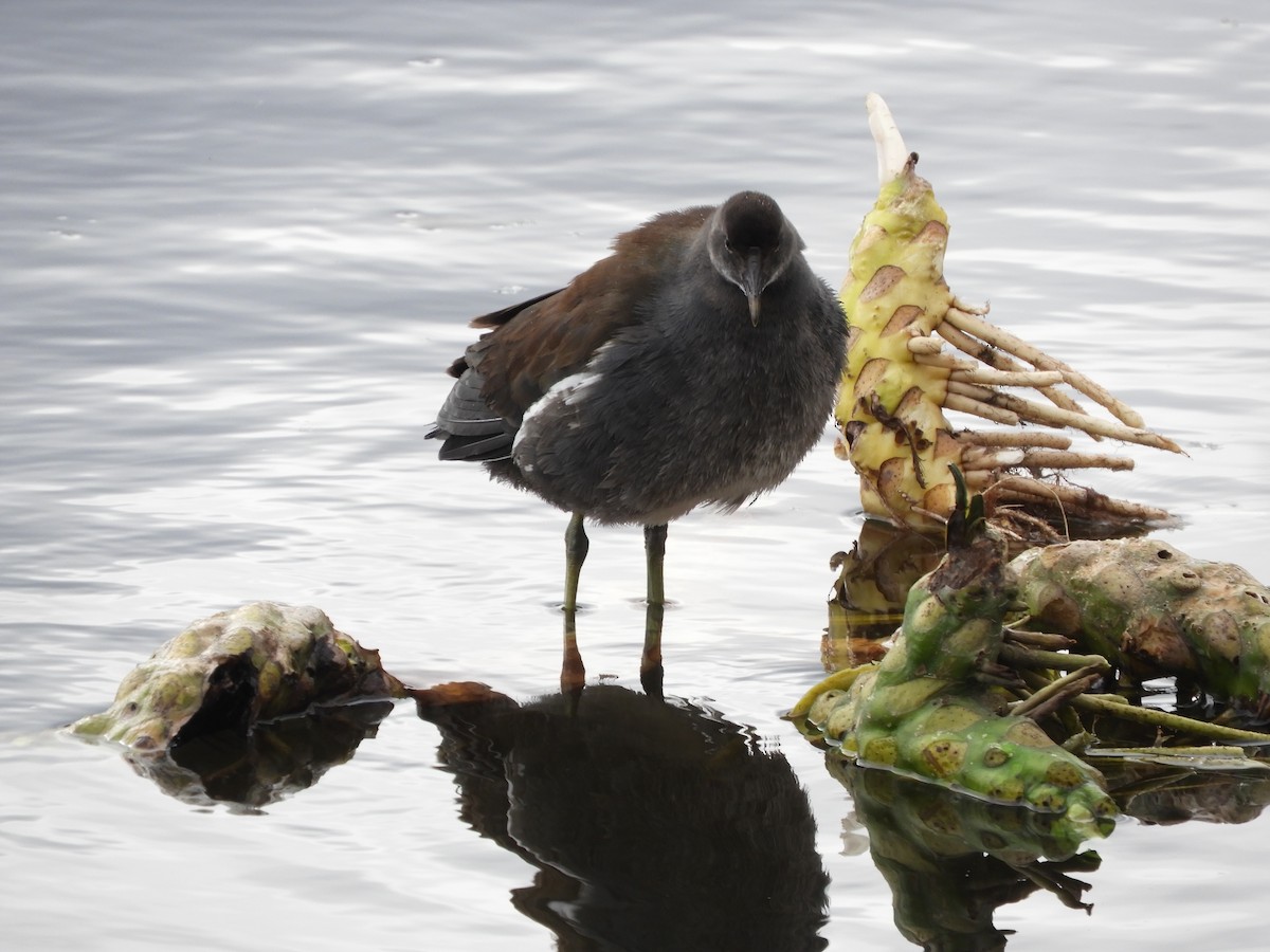 Common Gallinule - ML644518136