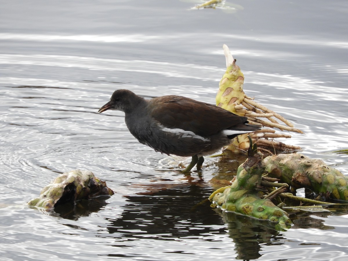 Common Gallinule - ML644518137