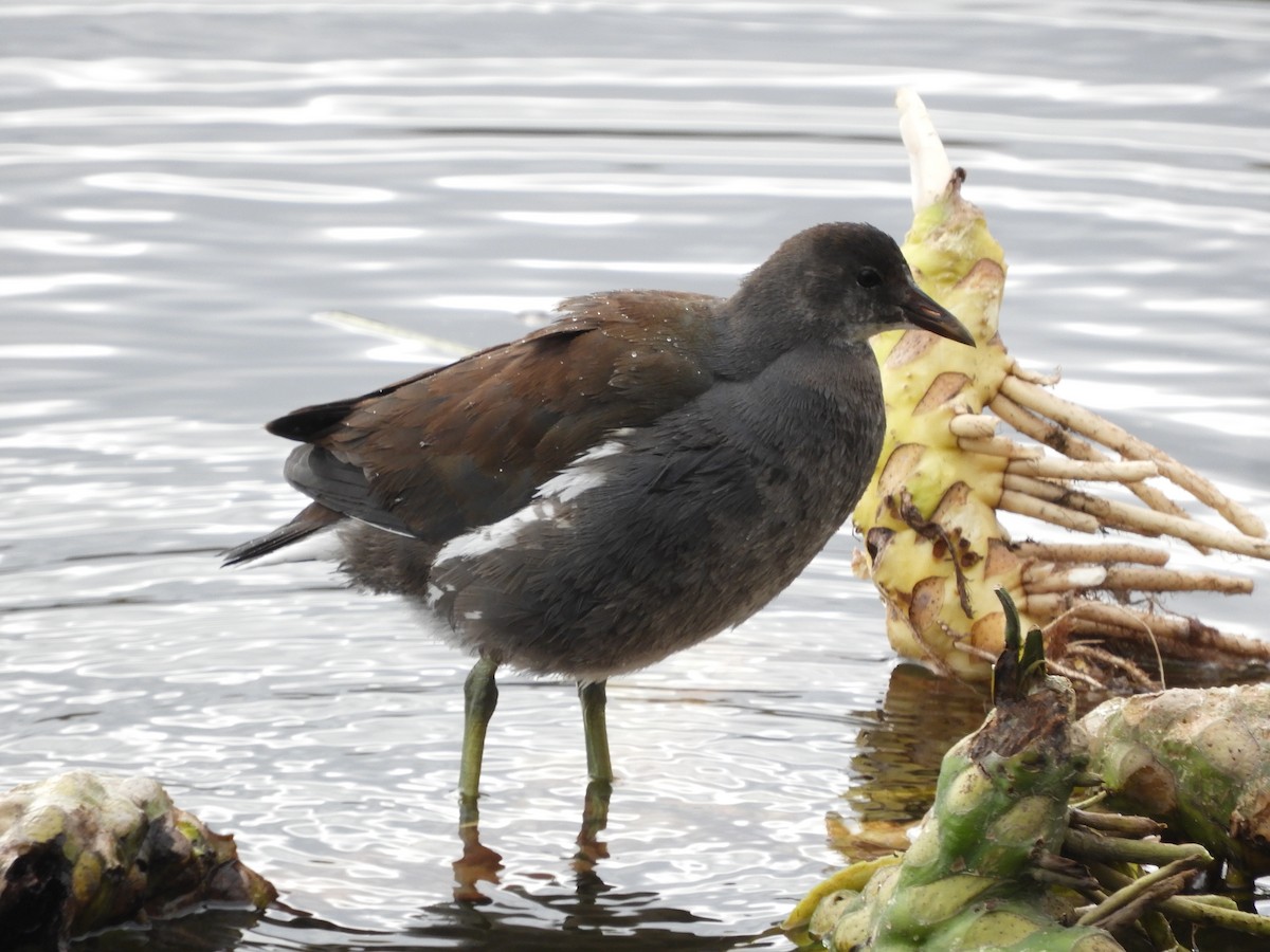 Common Gallinule - ML644518138
