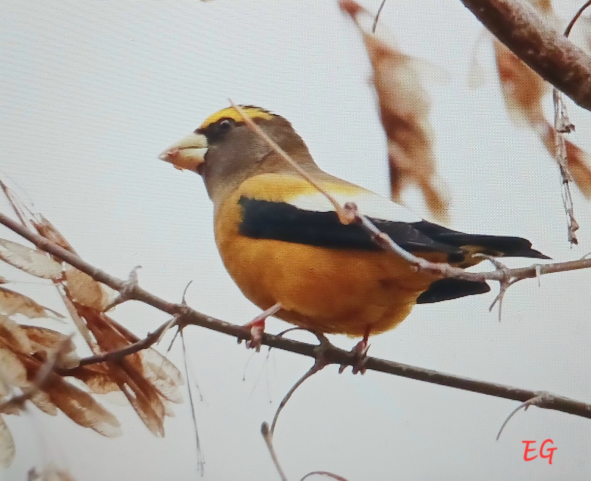 Evening Grosbeak - ML644518139