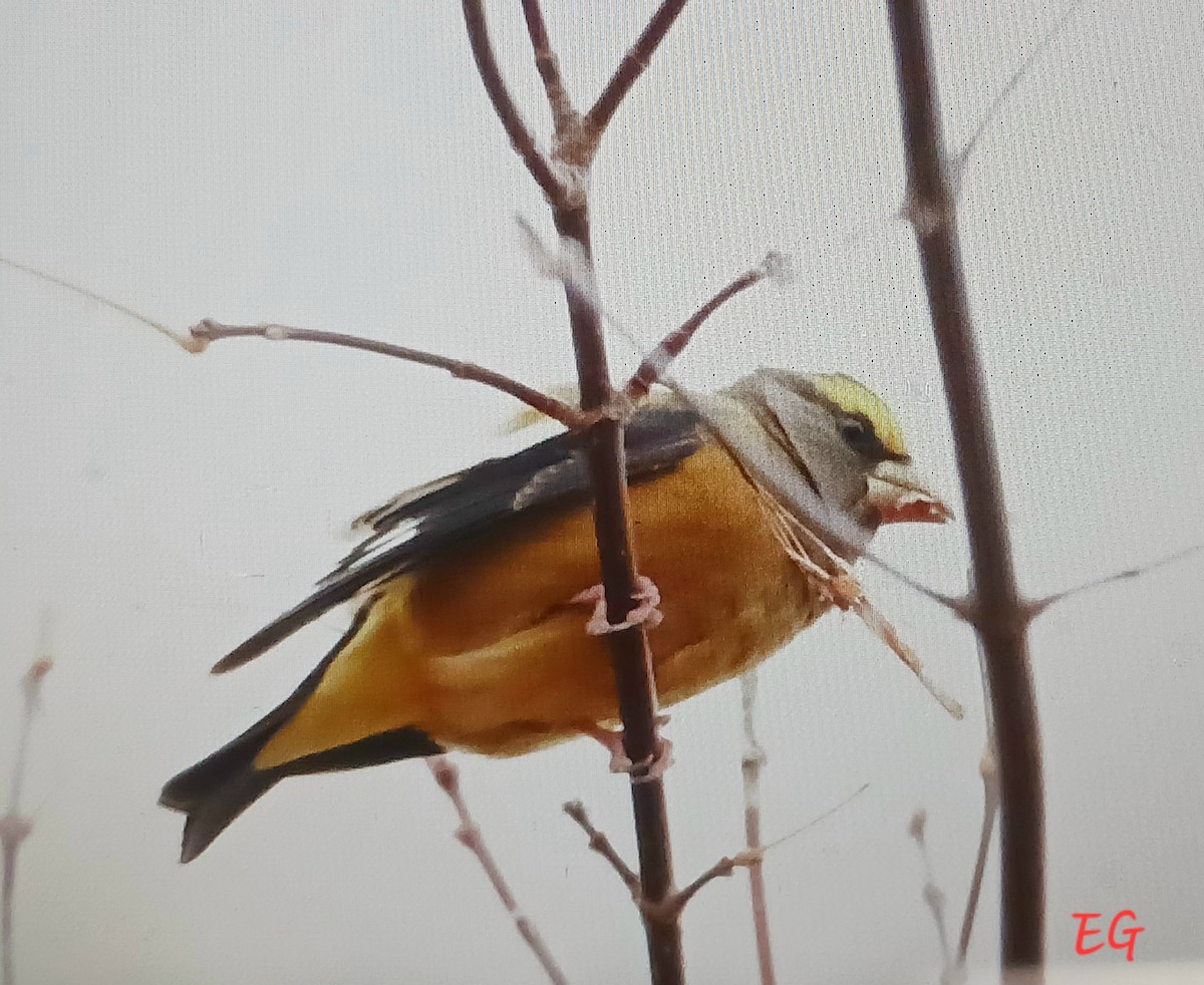 Evening Grosbeak - ML644518143