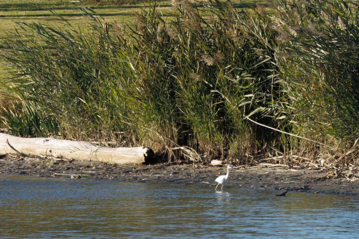 Little Blue Heron - ML644518149