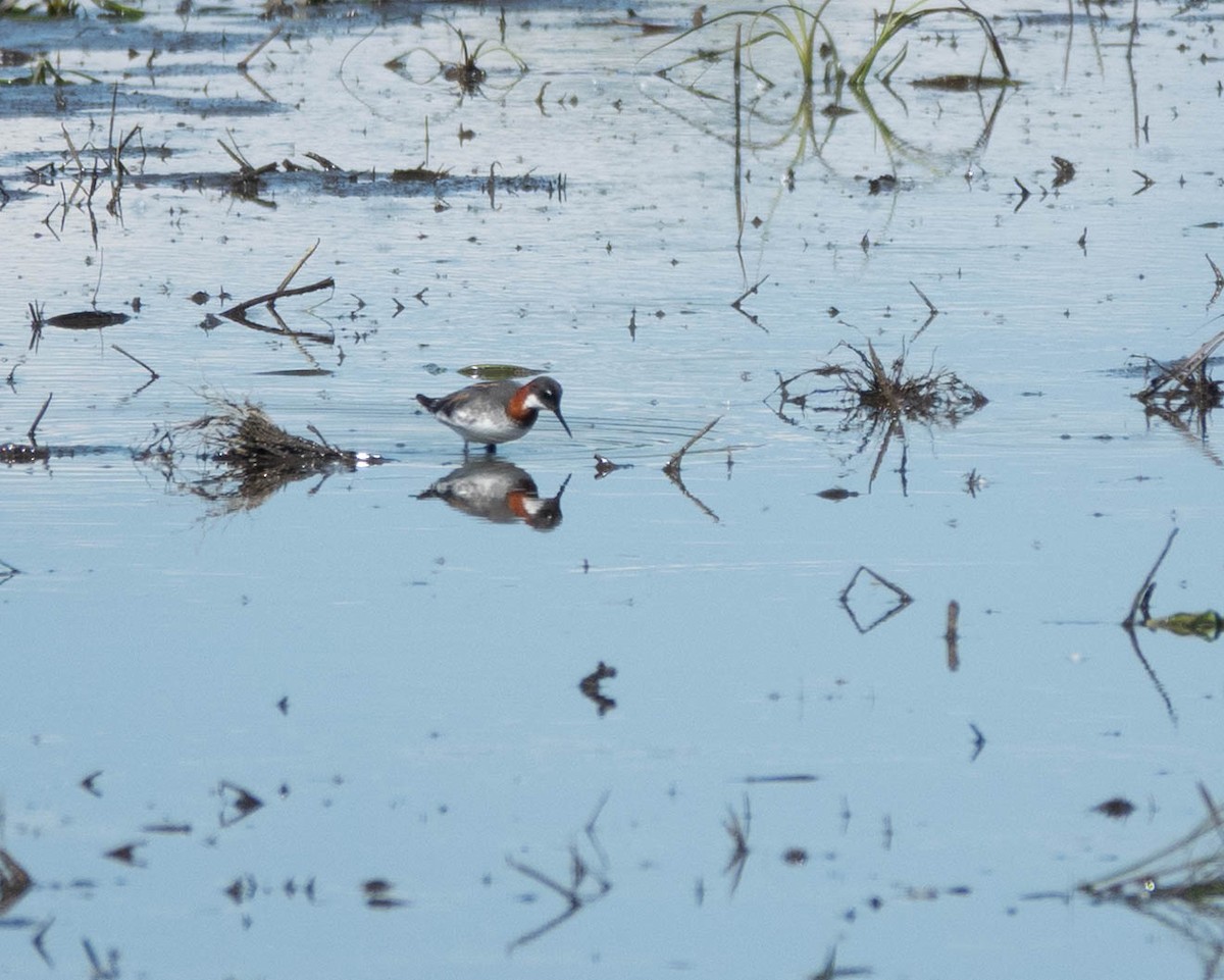 Red-necked Phalarope - ML644518153