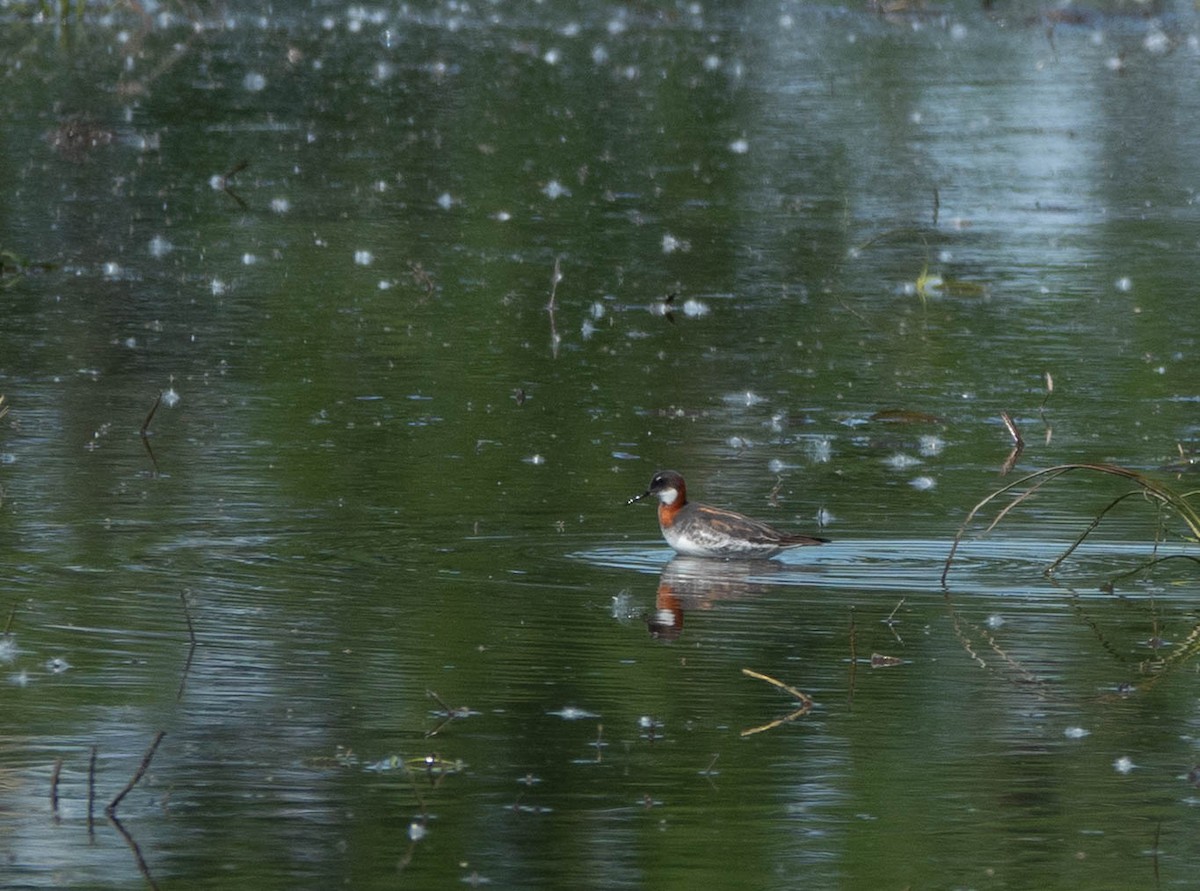 Red-necked Phalarope - ML644518154
