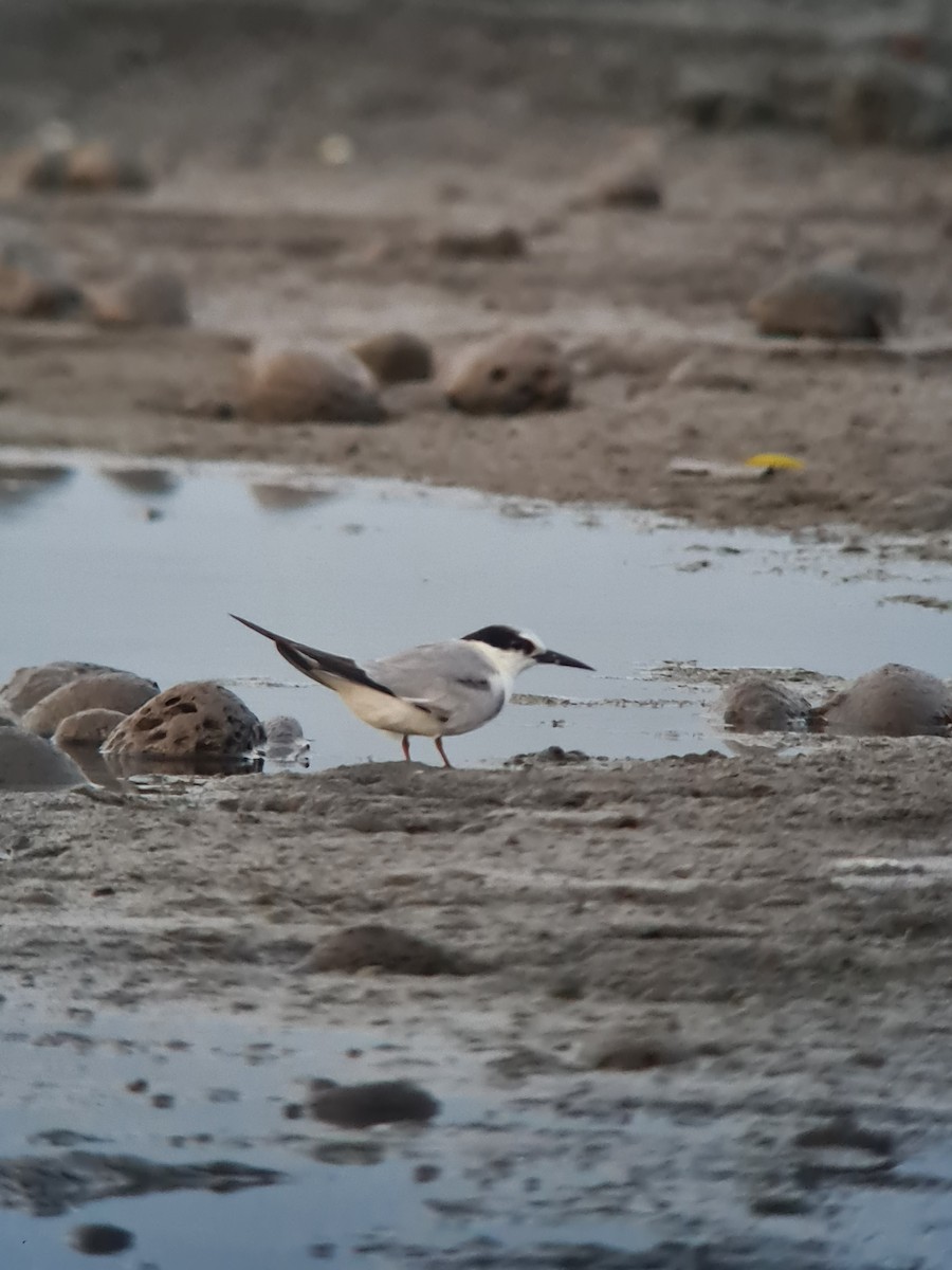 Little Tern - ML644518157
