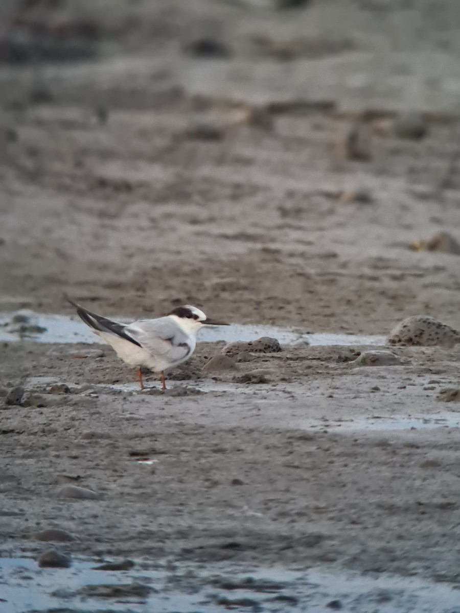 Little Tern - ML644518158