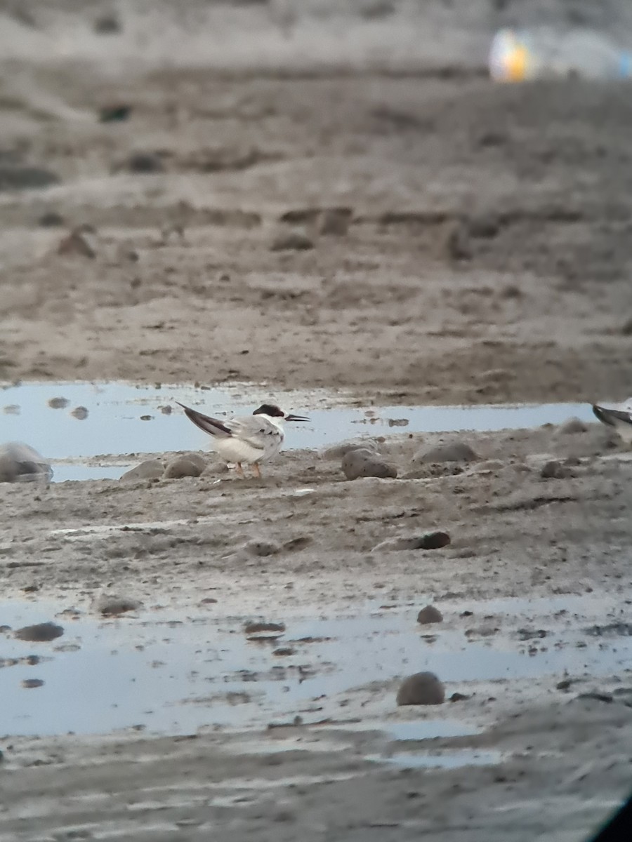 Little Tern - ML644518159