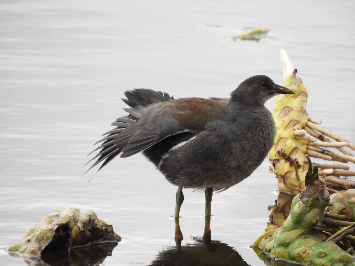 Common Gallinule - ML644518160