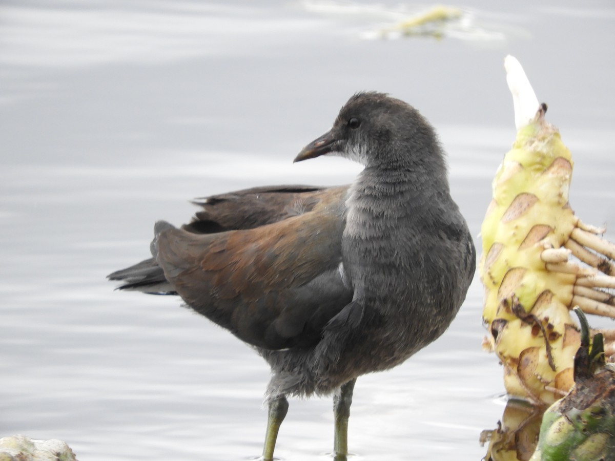 Common Gallinule - ML644518161