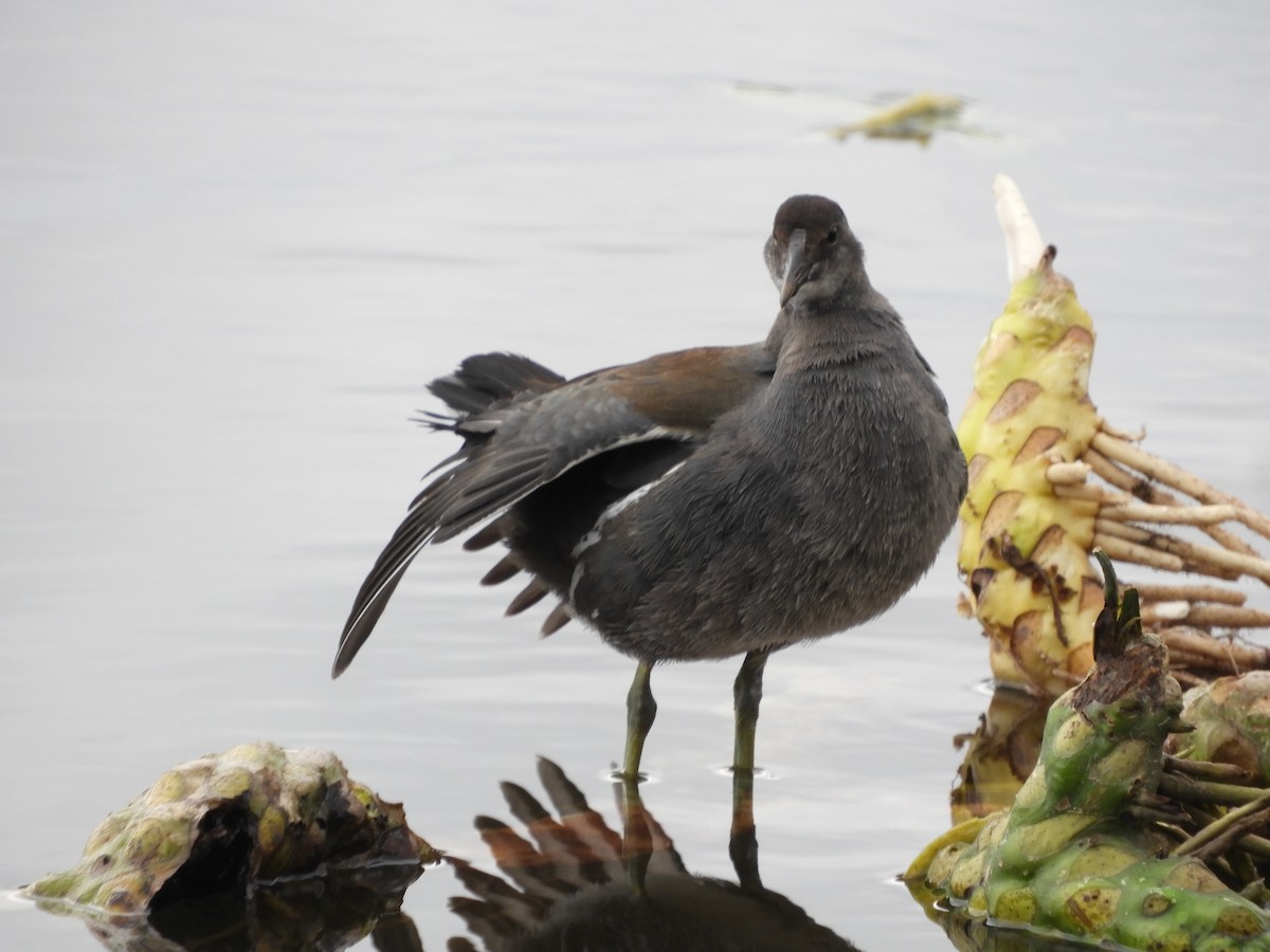 Common Gallinule - ML644518162